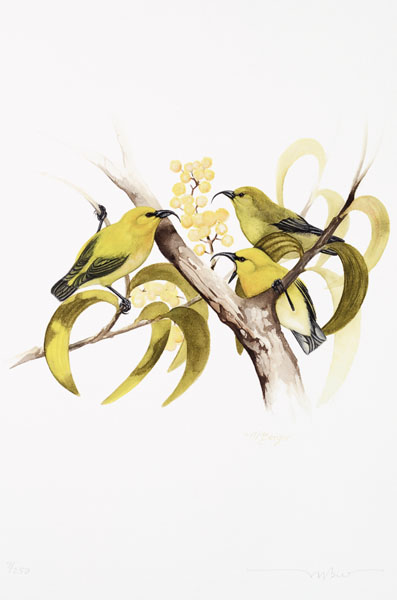 Akia pola'au -  Fringillidae Hemignathus munroi