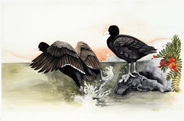 Alae ke'oke'o - Hawaiian Coot - Rallidae Fulica americana alai