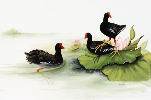 Alae'ula - Hawaiian Moorhen - Rallidae Gallinula choloropus sandvichensis